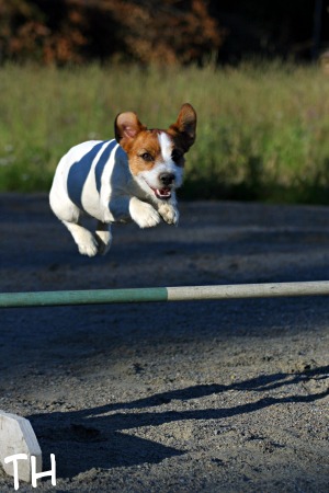 080729 agi_inka4.jpg - Loikka